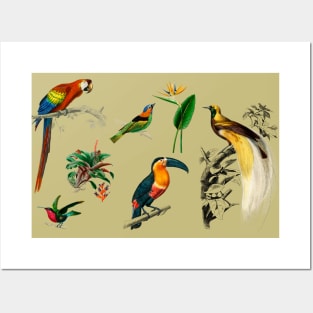 exotic birds Posters and Art